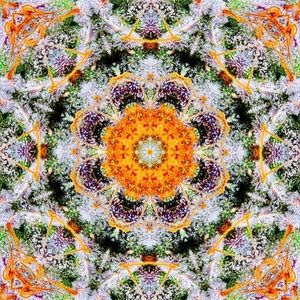 Meet your Posher, Charlene